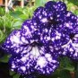 107 Pcs Petunia Flower Garden,Petunia Night Sky Flower