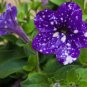 107 Pcs Petunia Flower Garden,Petunia Night Sky Flower