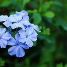 100 Pcs Ceratostigma Plumbaginoides Bonsai