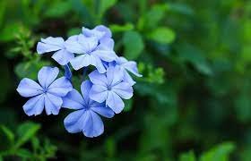 100 Pcs Ceratostigma Plumbaginoides Bonsai