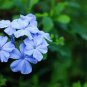 100 Pcs Ceratostigma Plumbaginoides Bonsai