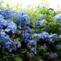 100 Pcs Ceratostigma Plumbaginoides Bonsai