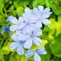 100 Pcs Ceratostigma Plumbaginoides Bonsai