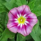10 Pcs Vines Twining Vines, Morning Glory bonsais Mix Garden Planting Daffodil