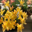 10 Pcs Outdoor Perennial Ornamental Plants for Flower Pot Planters 10 Pcs Outdoor Perennial Ornamental Plants for Flower Pot Planters