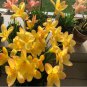 10 Pcs Outdoor Perennial Ornamental Plants for Flower Pot Planters