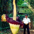 10 Pcs Beautiful Flower of Indonesia,The World's Largest Flower