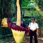 10 Pcs Beautiful Flower of Indonesia,The World's Largest Flower
