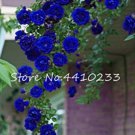 100 Pcs Thailand Climbing Beautyful Rose Bonsai Flowers
