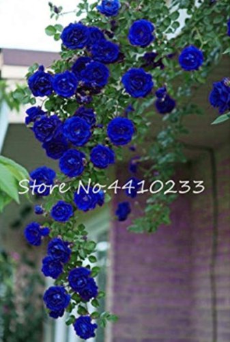 100 Pcs Thailand Climbing Beautyful Rose Bonsai Flowers