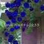 100 Pcs Thailand Climbing Beautyful Rose Bonsai Flowers