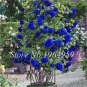100 Pcs Thailand Climbing Beautyful Rose Bonsai Flowers