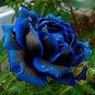 100 Pcs Thailand Climbing Beautyful Rose Bonsai Flowers