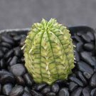 100 Pcs Euphorbia obesa Basketball Sea Urchin Bonsai