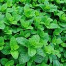 100 Pcs Spearminted Mint Bonsai Bergamot Sweet Horse Mint Bonsai