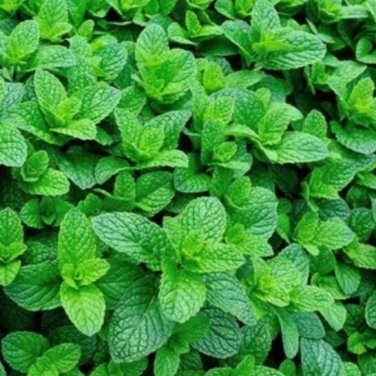 100 Pcs Spearminted Mint Bonsai Bergamot Sweet Horse Mint Bonsai