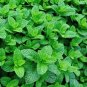 100 Pcs Spearminted Mint Bonsai Bergamot Sweet Horse Mint Bonsai