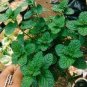100 Pcs Spearminted Mint Bonsai Bergamot Sweet Horse Mint Bonsai