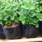 100 Pcs Spearminted Mint Bonsai Bergamot Sweet Horse Mint Bonsai