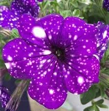 100 Pcs Rare Beautiful Petunia Flower Plants