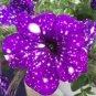 100 Pcs Rare Beautiful Petunia Flower Plants