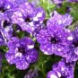 100 Pcs Rare Beautiful Petunia Flower Plants