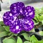100 Pcs Rare Beautiful Petunia Flower Plants