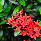 50 Pcs Rare Quisqualis, Bonsai Flower Bonsai