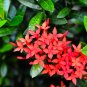 50 Pcs Rare Quisqualis, Bonsai Flower Bonsai