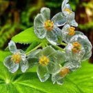 5 Pcs Skeleton Flowers Bonsai Diphylleia Grayi Bonsai Rare Exotic Plant
