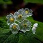 5 Pcs Skeleton Flowers Bonsai Diphylleia Grayi Bonsai Rare Exotic Plant
