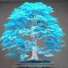 20 Pcs bonsai blue maple tree seeds Bonsai tree seeds 20 Pcs bonsai blue maple tree seeds Bonsai tree seeds