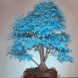 20 Pcs bonsai blue maple tree seeds Bonsai tree seeds