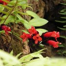 100 Pcs Rare Flower Lipstick Flower Garden Plants Bonsai Plants Potted
