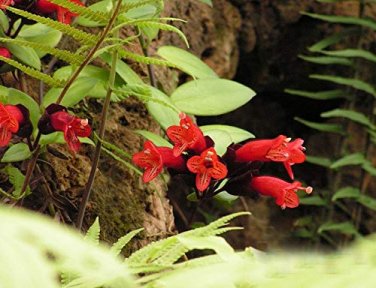 100 Pcs Rare Flower Lipstick Flower Garden Plants Bonsai Plants Potted