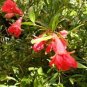 100 Pcs Rare Flower Lipstick Flower Garden Plants Bonsai Plants Potted