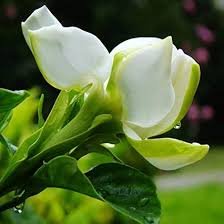 5 Pcs Rare Gardenia Bonsai(Cape Jasmine) Amazing Smell & Beautiful Flower Bonsai