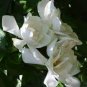 5 Pcs Rare Gardenia Bonsai(Cape Jasmine) Amazing Smell & Beautiful Flower Bonsai