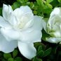 5 Pcs Rare Gardenia Bonsai(Cape Jasmine) Amazing Smell & Beautiful Flower Bonsai