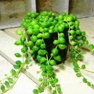 100 Pcs Green Chlorophytum Pearls Bonsai Hanging Potted