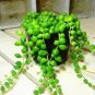 100 Pcs Green Chlorophytum Pearls Bonsai Hanging Potted