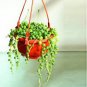 100 Pcs Green Chlorophytum Pearls Bonsai Hanging Potted
