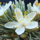 50 Pcs Flower Kam Seed Potted Seed Plant Avonia quinaria Flower Seed