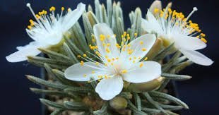 50 Pcs Flower Kam Seed Potted Seed Plant Avonia quinaria Flower Seed