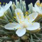 50 Pcs Flower Kam Seed Potted Seed Plant Avonia quinaria Flower Seed