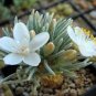 50 Pcs Flower Kam Seed Potted Seed Plant Avonia quinaria Flower Seed
