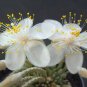 50 Pcs Flower Kam Seed Potted Seed Plant Avonia quinaria Flower Seed
