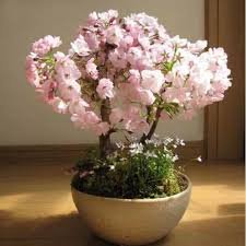 20 Pcs Cherry Bonsai Bonsai Tree Japanese New Blossoms Sakura seeds Flower Seeds