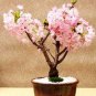 20 Pcs Cherry Bonsai Bonsai Tree Japanese New Blossoms Sakura seeds Flower Seeds