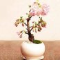 20 Pcs Cherry Bonsai Bonsai Tree Japanese New Blossoms Sakura seeds Flower Seeds